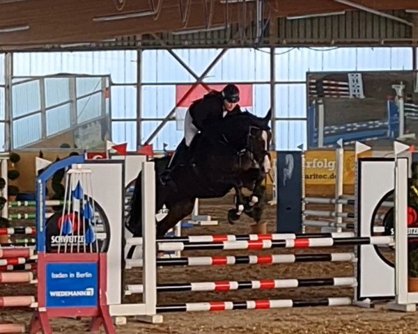 jumper Caramba 121 (Zangersheide riding horse, 2016, from Carambol's As)