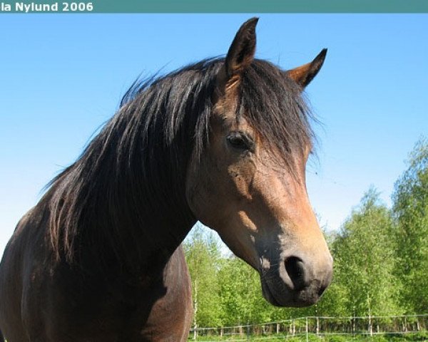 Zuchtstute Klockas Belladonna 576 NF (New-Forest-Pony, 2001, von Bazuun 22 NF)