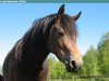 broodmare Klockas Belladonna 576 NF (New Forest Pony, 2001, from Bazuun 22 NF)