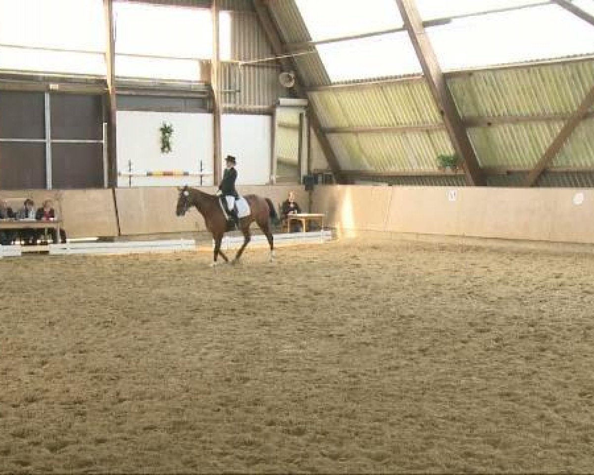 dressage horse Let's Twist Again T (Westphalian, 2005, from Lord Sinclair I)