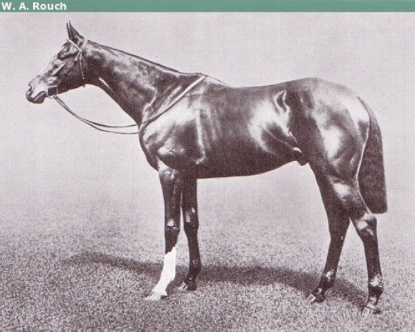 stallion Spearmint xx (Thoroughbred, 1903, from Carbine xx)