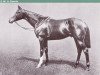 stallion Spearmint xx (Thoroughbred, 1903, from Carbine xx)