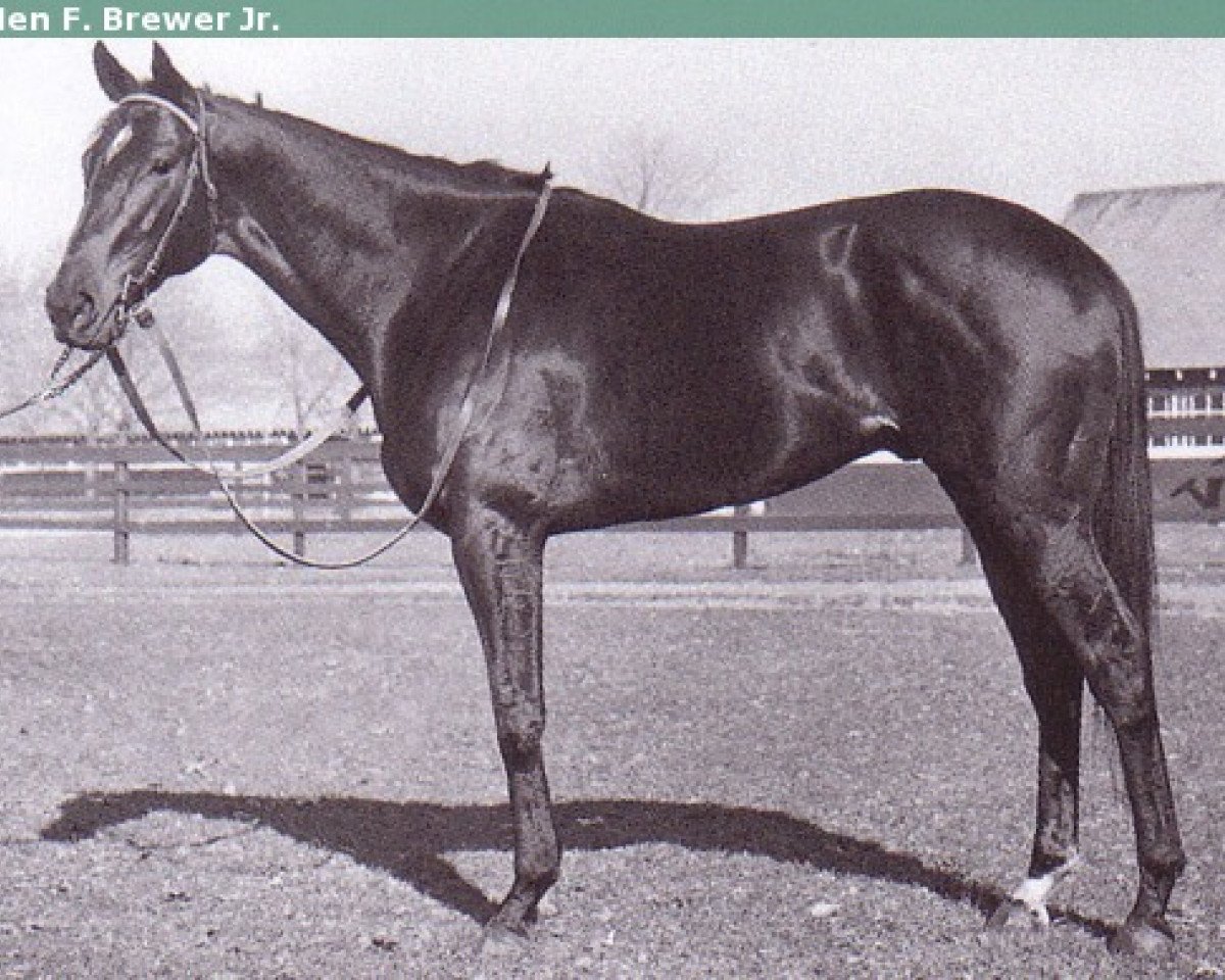 stallion Bold Ruler xx (Thoroughbred, 1954, from Nasrullah xx)