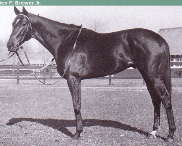 horse Bold Ruler xx (Thoroughbred, 1954, from Nasrullah xx)