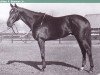 Pferd Bold Ruler xx (Englisches Vollblut, 1954, von Nasrullah xx)