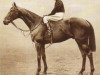 stallion Swynford xx (Thoroughbred, 1907, from John O'Gaunt xx)