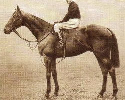 stallion Swynford xx (Thoroughbred, 1907, from John O'Gaunt xx)