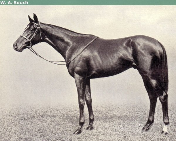 horse Blenheim II xx (Thoroughbred, 1927, from Blandford xx)