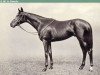 stallion Blenheim II xx (Thoroughbred, 1927, from Blandford xx)
