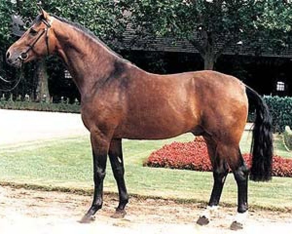stallion Lamoureux I (Rhinelander, 1993, from Landadel)