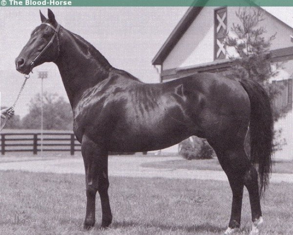 stallion Nearctic xx (Thoroughbred, 1954, from Nearco xx)