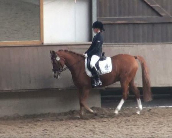 dressage horse Duplo 23 (German Riding Pony, 1998, from Durello)