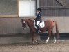 dressage horse Duplo 23 (German Riding Pony, 1998, from Durello)