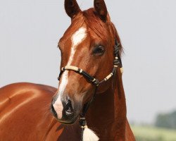 Pferd JP Poco San (Quarter Horse, 2005, von Tejons Little Johnny)