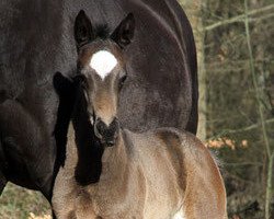 Zuchtstute Troja Tulasa (Trakehner, 2015, von Hancock)