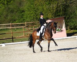 dressage horse Quinto (Swiss Warmblood, 2011, from Quaterback)