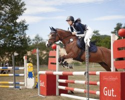 jumper Lady 2331 (German Riding Pony, 2005)