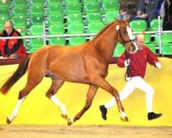 dressage horse Diamond Star (German Sport Horse, 2006, from Diamond Hit)