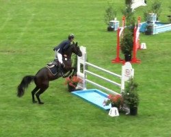 jumper Acadino H (Bavarian, 2005, from Acasino B)