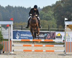 jumper Krilon SB (Trakehner, 2017, from Sir Oliver)