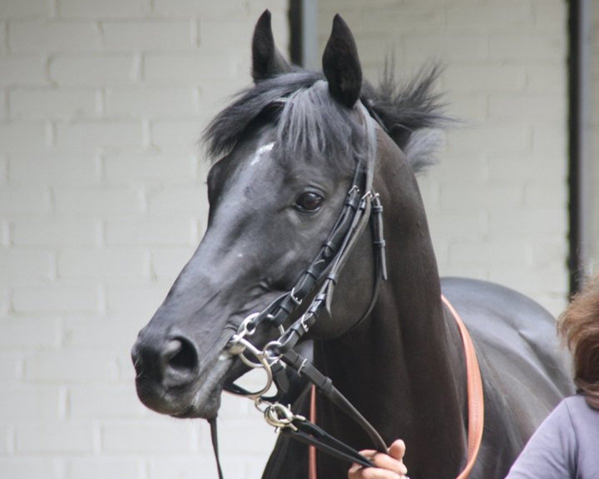 horse Coreander xx (Thoroughbred, 2003, from Dictator's Song xx)