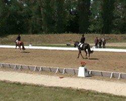 dressage horse Sliene (Oldenburg, 2007, from Souveraen)