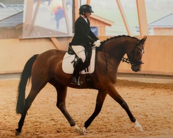 dressage horse All eyes on me 5 (Oldenburg, 2018, from Asgard's Ibiza)