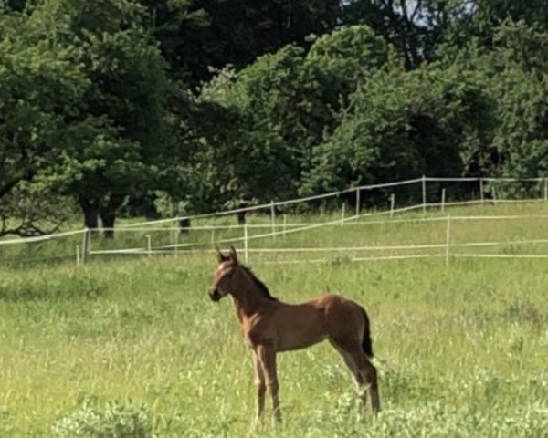 Dressurpferd Hengst von Baccardis Best / Diamond Star (Oldenburger, 2022, von Baccardi’s Best)