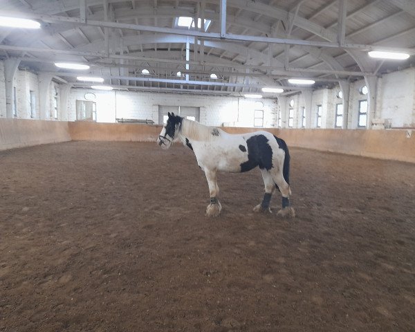 dressage horse Sparrow III (Tinker / Irish Cob / Gypsy Vanner, 2017)