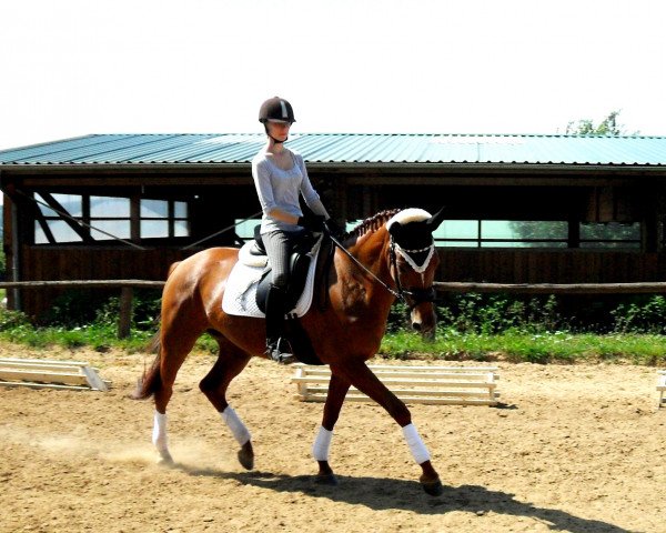 dressage horse Infinia (Trakehner, 2007, from Occacio)