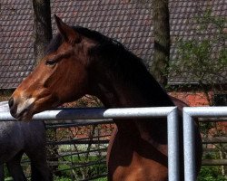 broodmare Balljolie F (Trakehner, 2008, from Münchhausen)