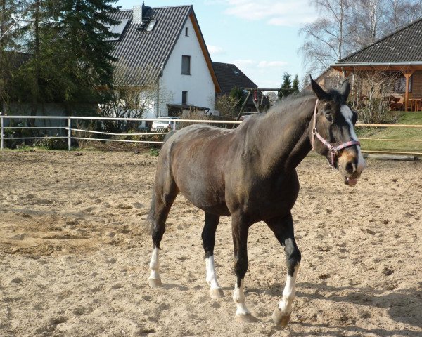 horse Einstein (Saxony-Anhaltiner, 1992, from Eschnapur)