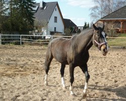 horse Einstein (Saxony-Anhaltiner, 1992, from Eschnapur)