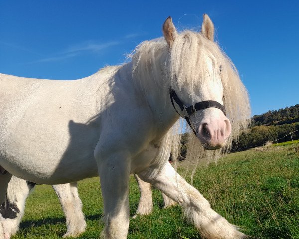 horse Dakota IV (Tinker / Irish Cob / Gypsy Vanner, 2017)