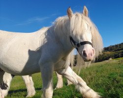 Pferd Dakota IV (Tinker / Irish Cob / Gypsy Vanner, 2017)