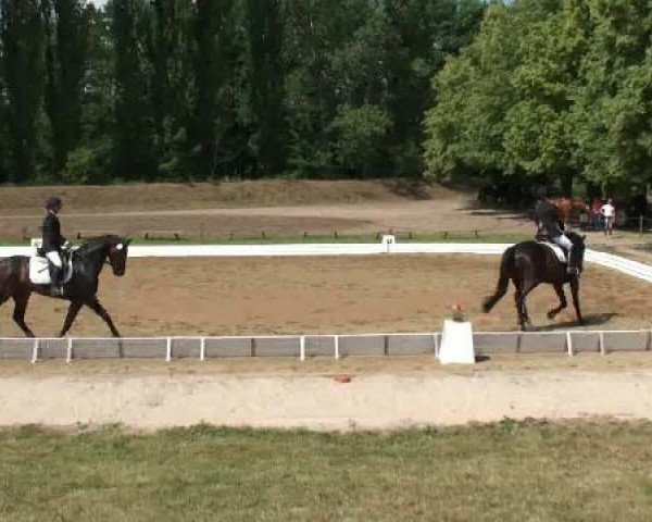 Pferd Don Vito II (Deutsches Sportpferd, 2007, von Donnersmarck)