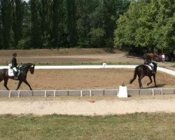 horse Don Vito II (German Sport Horse, 2007, from Donnersmarck)