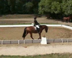 jumper For Wings (German Sport Horse, 2007, from For The Moon)