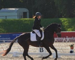 dressage horse Montana 732 (German Sport Horse, 2018, from Decurio 3)