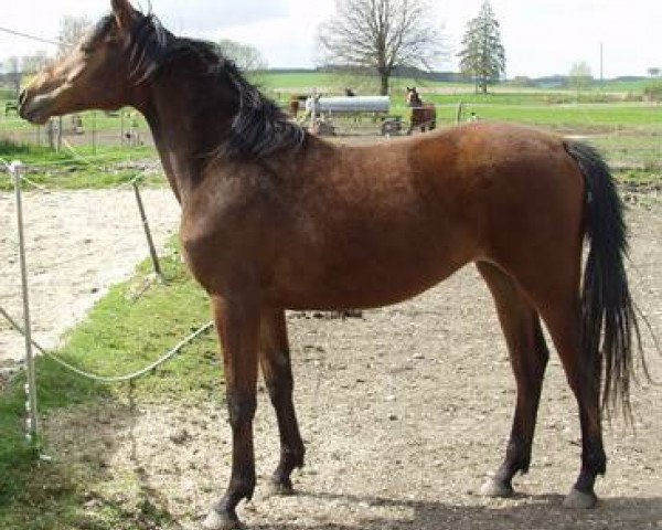 broodmare Samira R (German Sport Horse, 2009, from Sommertraum)