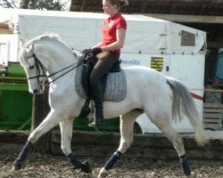 broodmare Jeany (German Riding Pony, 2001, from Viorello)