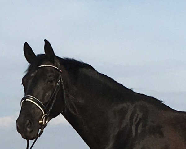 dressage horse Aytouch (Oldenburg, 2015, from Ampère)