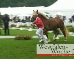 broodmare Escada (Rhenish-German Cold-Blood, 2008, from Erlander)