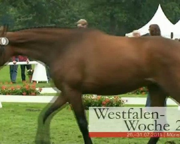 broodmare Quite Royally SH (Westphalian, 2008, from Quaterback)