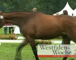 Zuchtstute Quite Royally SH (Westfale, 2008, von Quaterback)