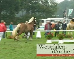 broodmare Molly (Fjord Horse, 2008, from Marc)