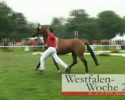 Zuchtstute Roxanne (Westfale, 2008, von Rock Forever NRW)