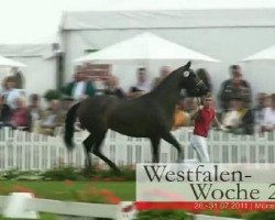 broodmare Schickeria (Westphalian, 2008, from Stalypso)