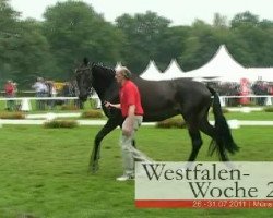 broodmare History (Westphalian, 2008, from Hotline)