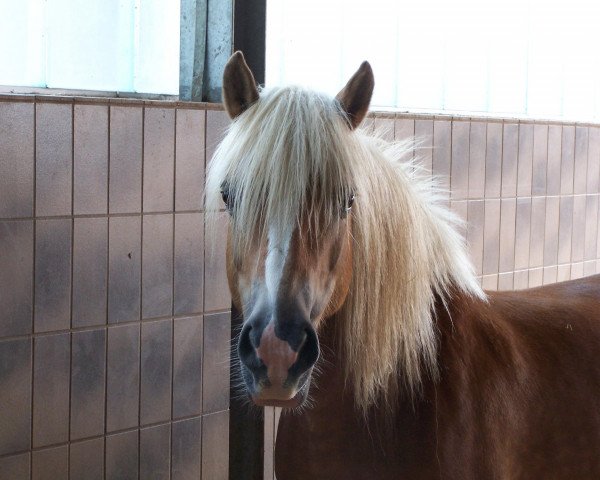 broodmare Henna (Haflinger, 1997, from Almwind)